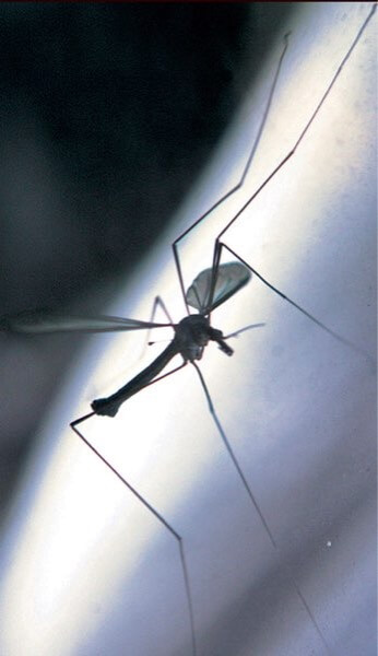 Health Department to spray parts of Auburndale and Hillcrest Wednesday night