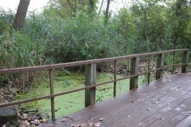 Udalls Cove Preservation launches campaign against invasive species