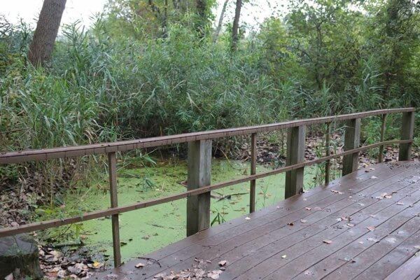 Udalls Cove Preservation launches campaign against invasive species