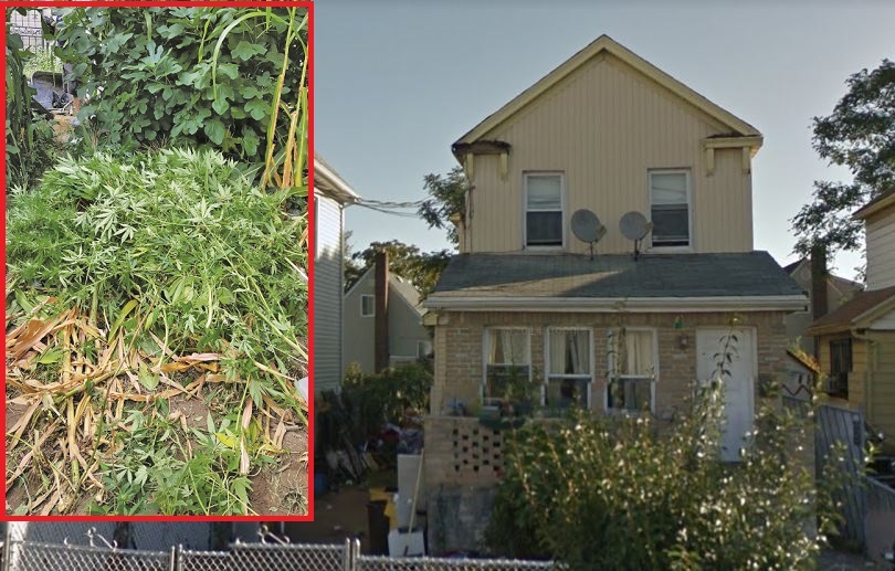 Police found a small marijuana garden in the backyard of this home on 153rd Street in Springfield Gardens last week.