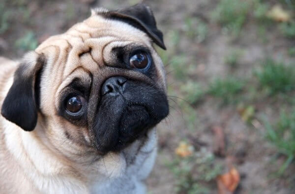 Fresh Meadows man sentenced for killing pug, tampering with evidence