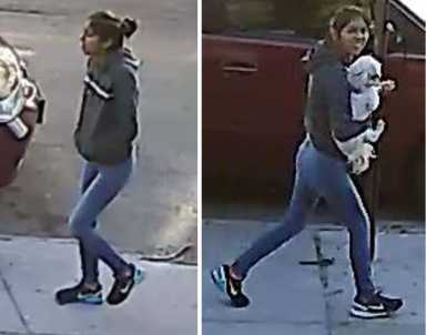 shih tzu theft