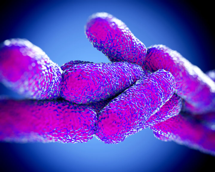 Legionella Pneumophila Bacteria