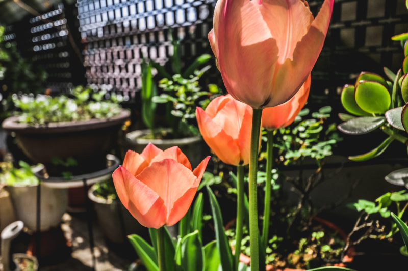 tulips