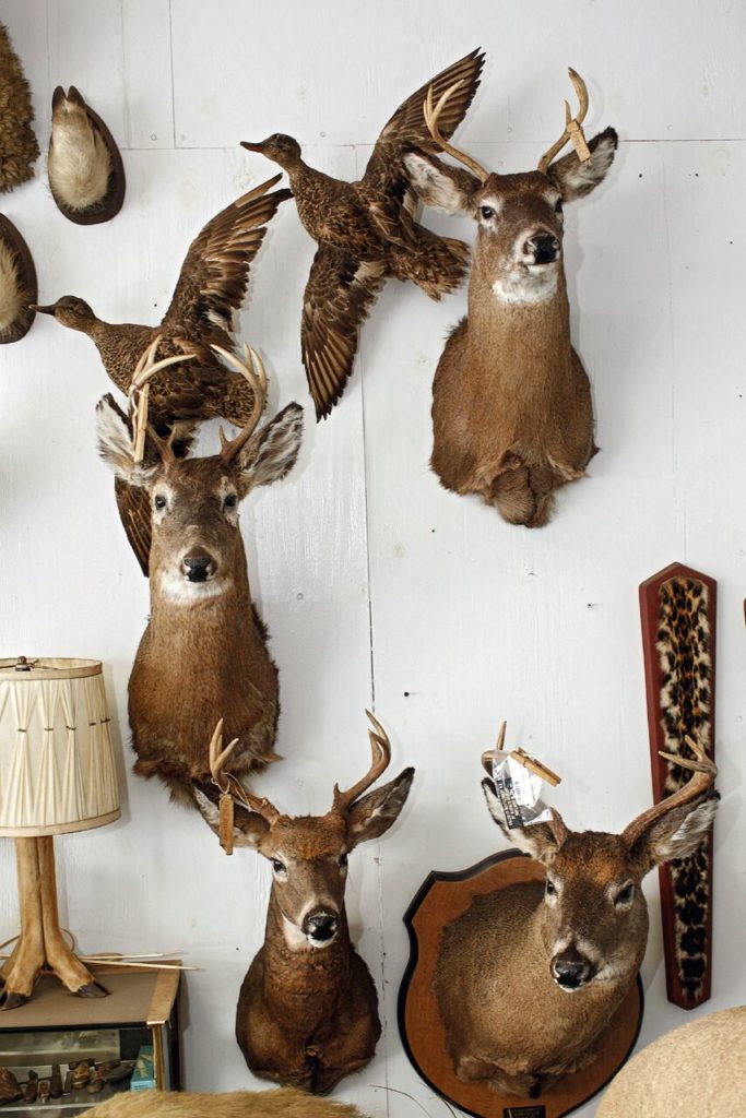 29_Cypress Hills Taxidermy_preview