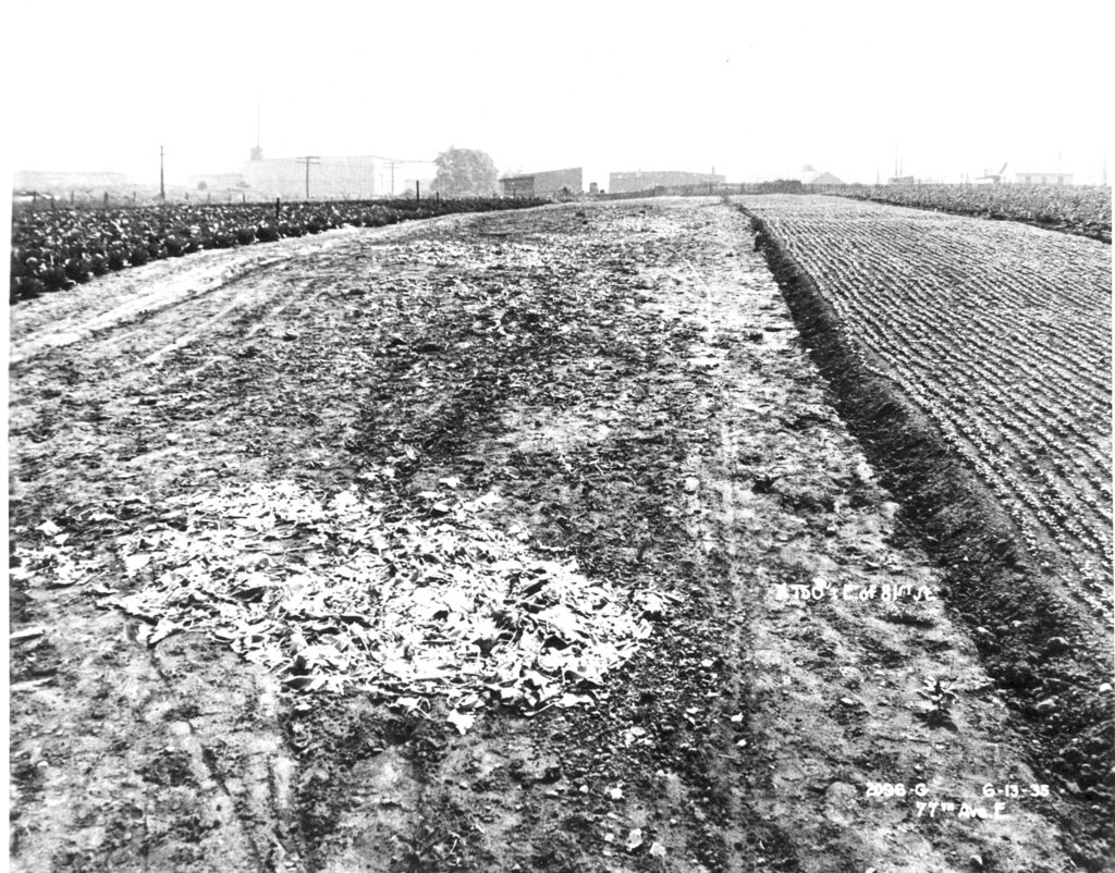 Farmland in eastern Glendale in the 1930s. (File photo/RIDGEWOOD TIMES)