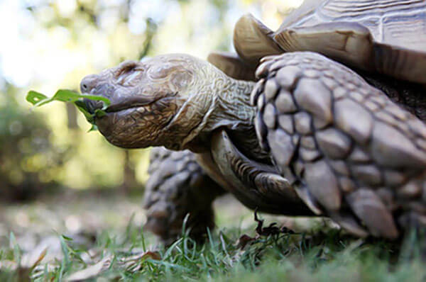 East Elmhurst man pleads guilty to stealing Alley Pond tortoise