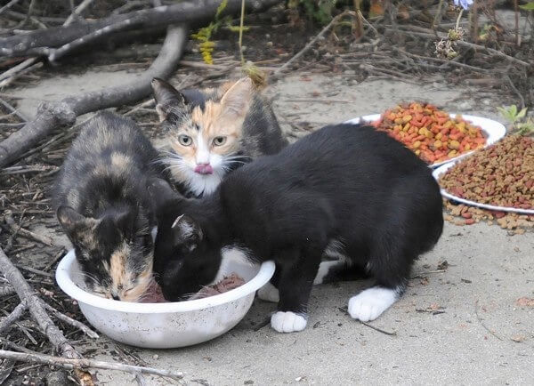 Windsor Oaks co-op attempts to remove cat colony