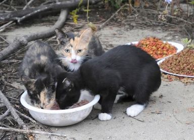 Windsor Oaks co-op attempts to remove cat colony