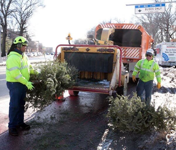 MulchFest for Christmas trees extended for an additional week