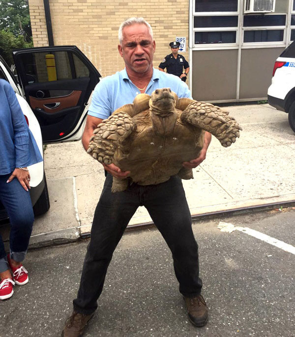 Alley Pond tortoise thief sentenced to six months in prison: DA