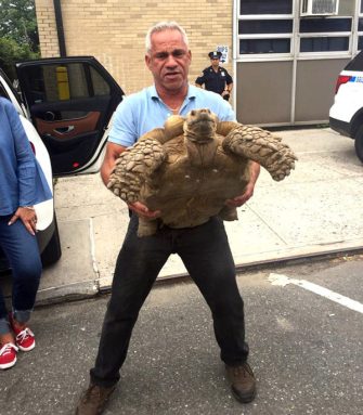 Alley Pond tortoise thief sentenced to six months in prison: DA