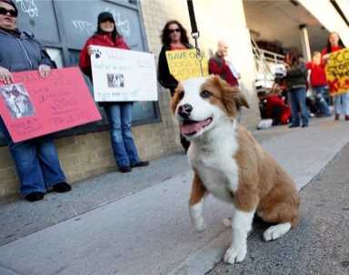 Vallone reintroduces bill to put animal shelters in every borough