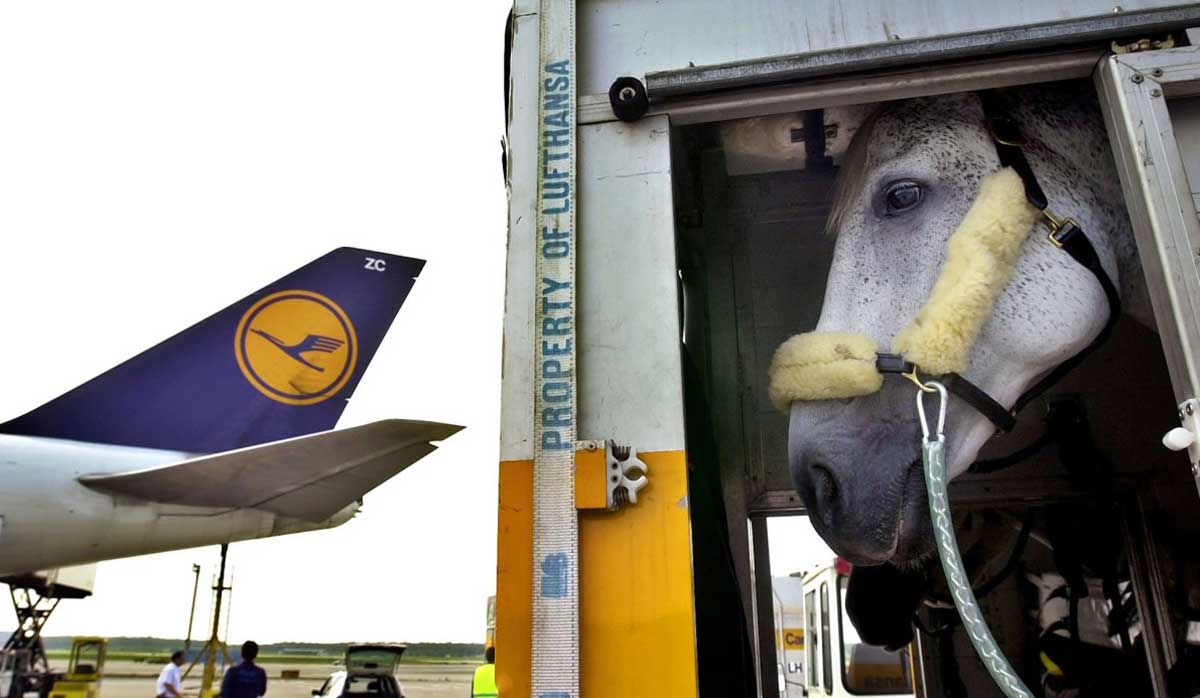 JFK horses now must go through ARK
