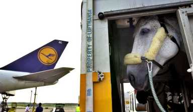 JFK horses now must go through ARK