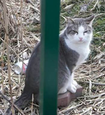Advocacy group fights for Whitestone cat colony