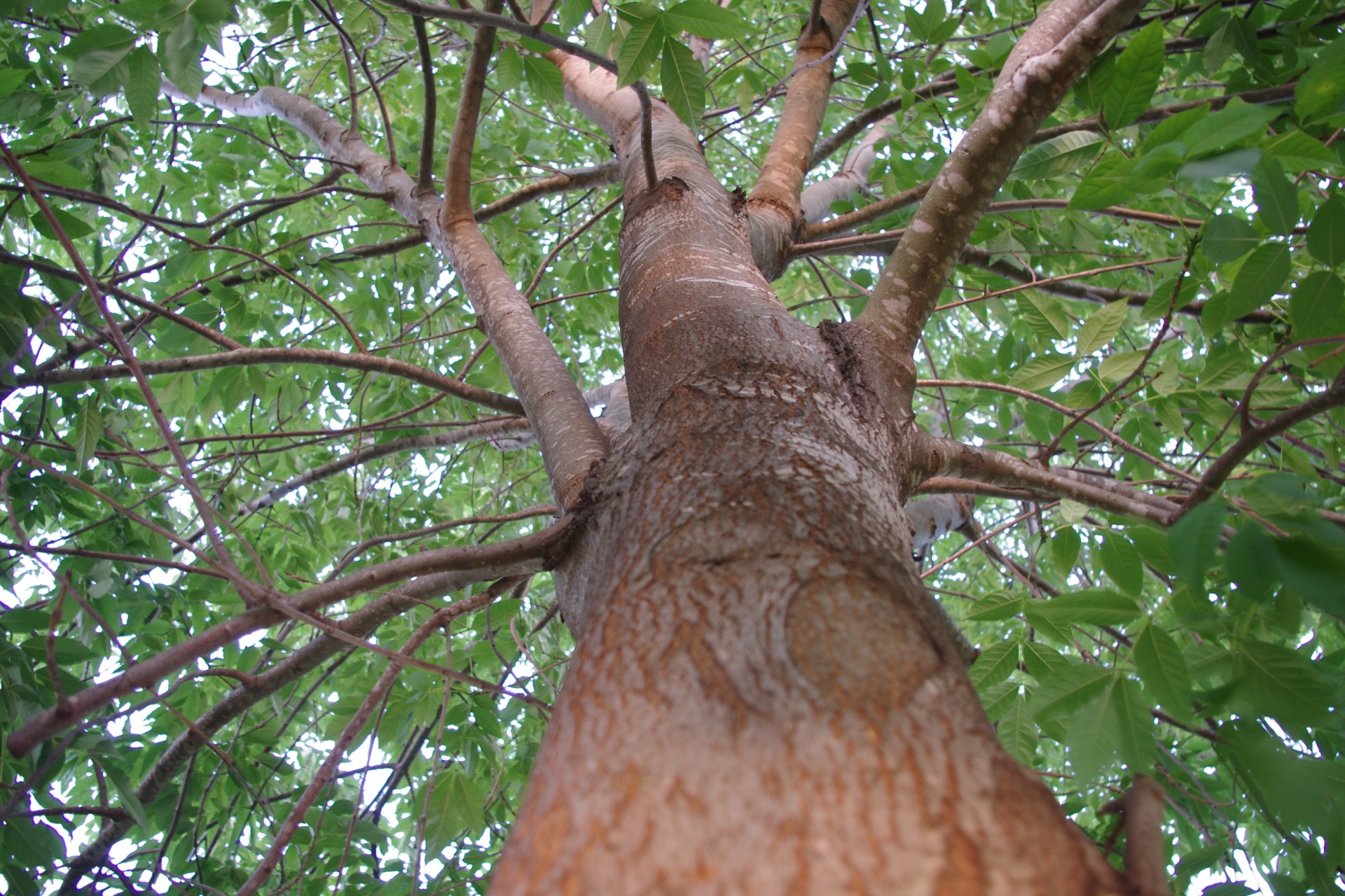 tree-close-up