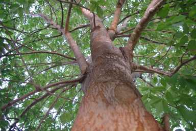 tree-close-up