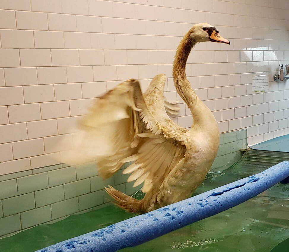 Kissena swan
