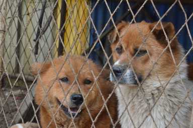 Light Brown Animals Cute Dogs Curious Sweet Pet