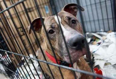 City Council passes law establishing animal shelters in each borough