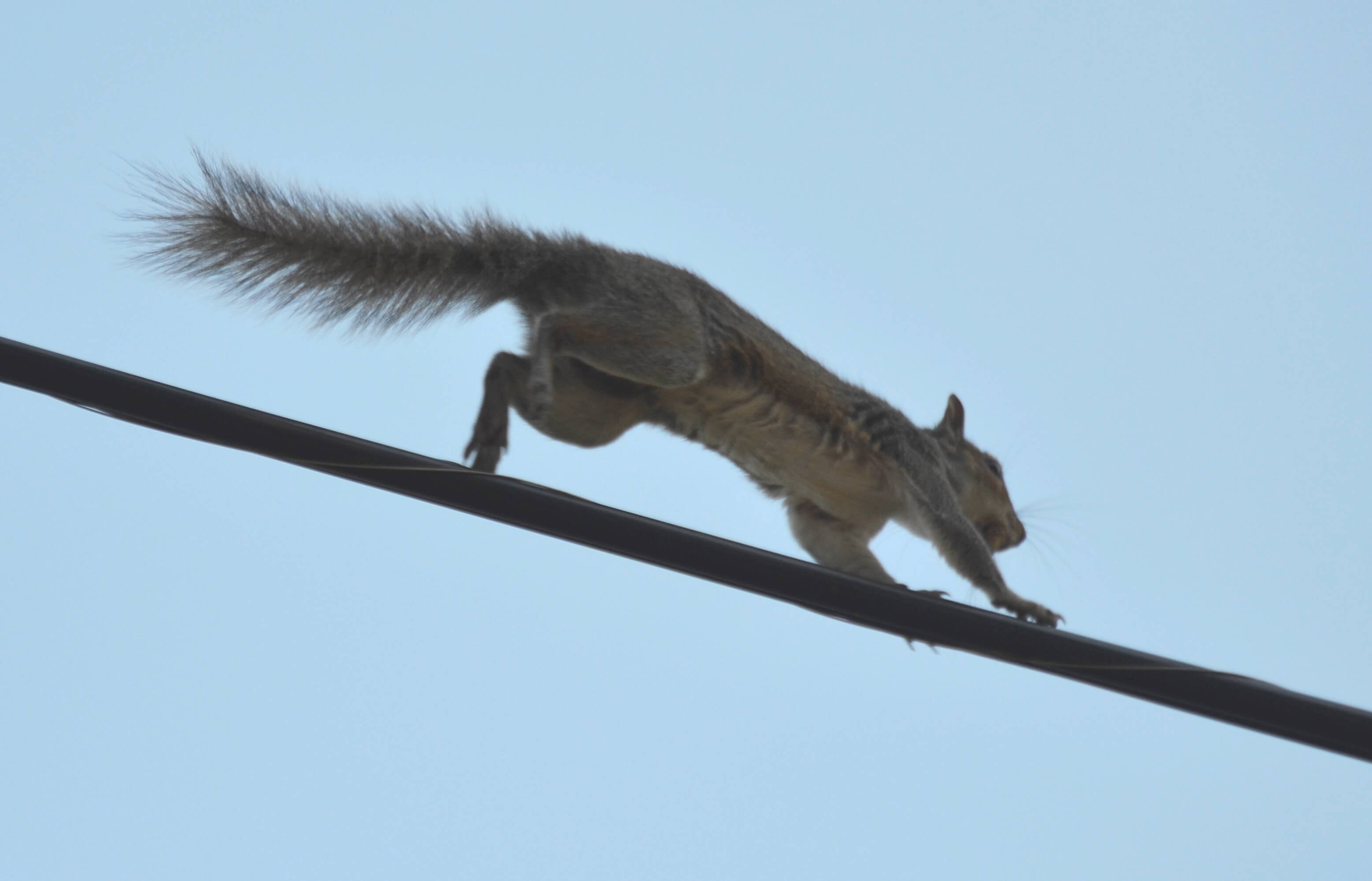A squirrel running on a utility line