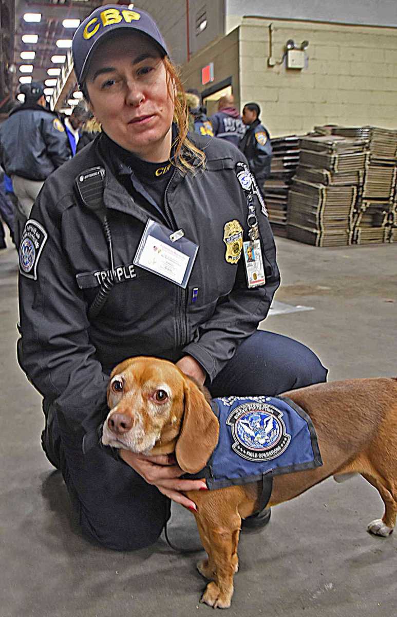 Canines back to the sniffing business at British airports