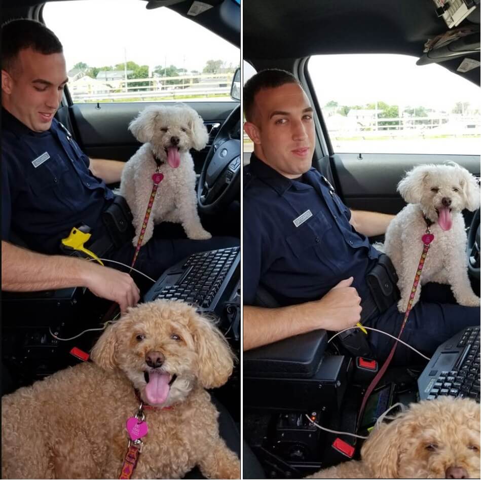 cop saves dogs