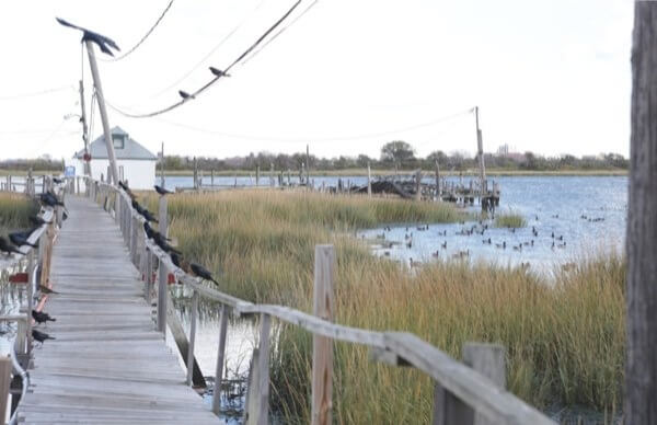 DEP proposes $400 million plan to improve Jamaica Bay