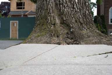 Fresh Meadows resident calls on city to take better care of trees