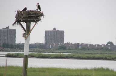 Nonprofit study examines ways to protect Jamaica Bay