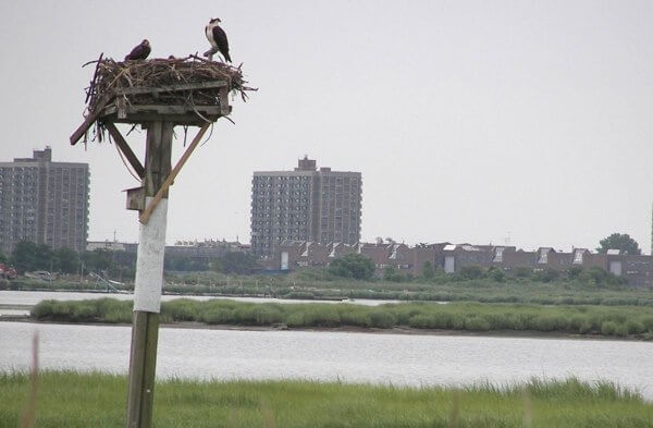 Nonprofit study examines ways to protect Jamaica Bay
