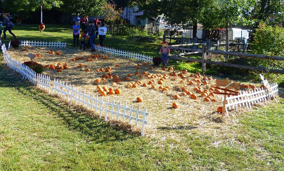 A pumpkin patch on the backyard at the Onderdonk House during the Harvest Festival