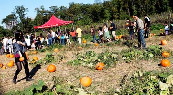 Sutphin Boulevard BID to feature local talent at second annual Harvest Festival
