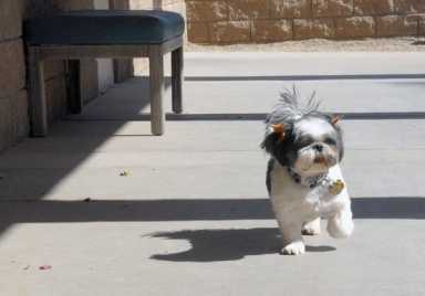 Woodside man indicted after killing girlfriend’s dog: DA