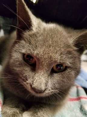 A kitten that was stuck in a storm drain was rescued in Rosedale.