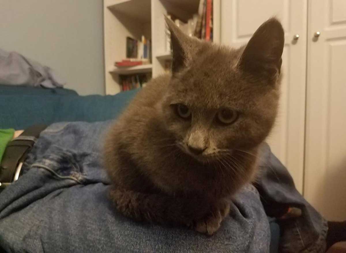 Rosedale kitten trapped during rainstorm has been rescued