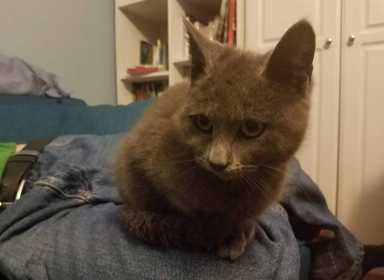 Rosedale kitten trapped during rainstorm has been rescued