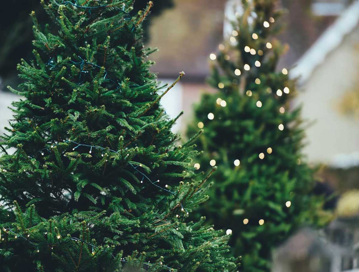 Queens residents can recycle their Christmas trees at curbside collections