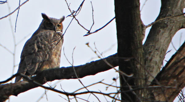 Owls delight visitors to Alley Pond Park