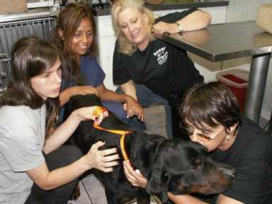 Richmond Hill Rottweiler rescued from certain death