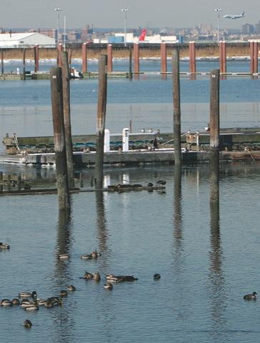 City plans to kill geese near Queens airports