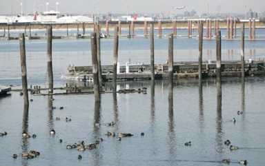 Canada geese draw ire over suspected role in Flight 1549 crash