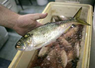 Howard Beach shop reels in clients