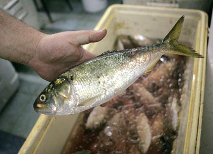 Howard Beach shop reels in clients