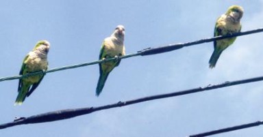 Whitestone’s monk parrots need state protection: Avella