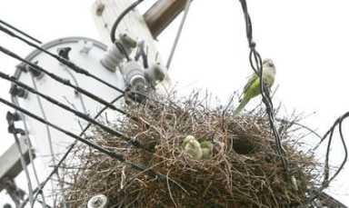 Con Ed owl doesn’t give a hoot about wild parrots