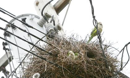 Con Ed owl doesn’t give a hoot about wild parrots
