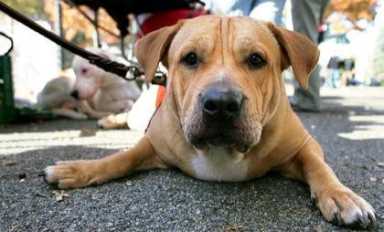 Juniper group barks at stalled dog run plans
