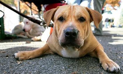Juniper group barks at stalled dog run plans